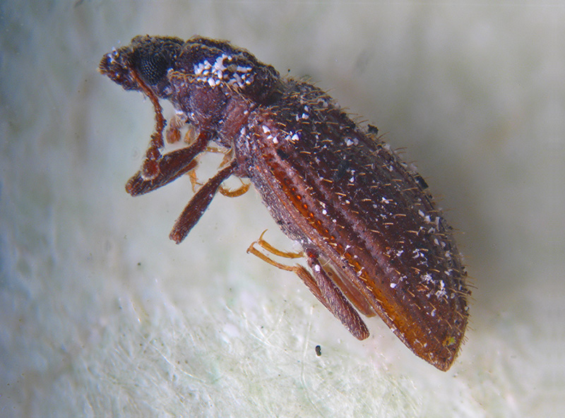 Latridiidae:  Latridius hirtus